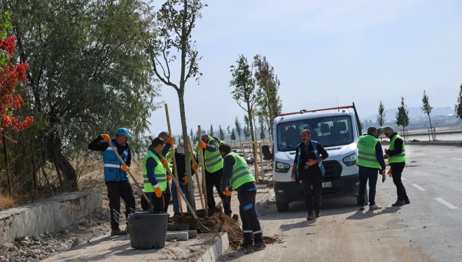 Van Gölü sahil yolunda ağaçlandırma çalışmaları sürüyor
