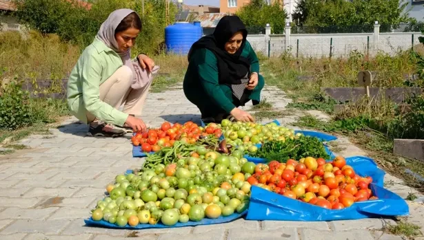 Van’da kadın bostanında son hasat yapıldı