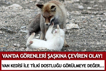 Van Kedisi ile tilki dostluğu görenleri şaşırtıyor - Van Haber