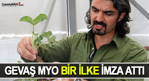 Gevaş MYO'da Topraksız Tarımla Çilek Üretiyorlar