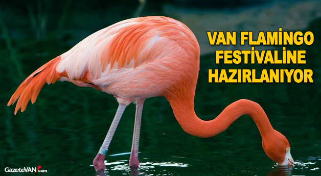 Van Flamingo Festivaline Hazırlanıyor 