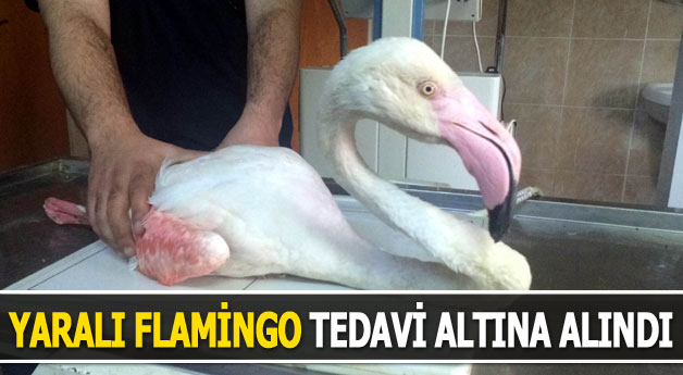 Yaralı Flamingo Tedavi Altına Alındı