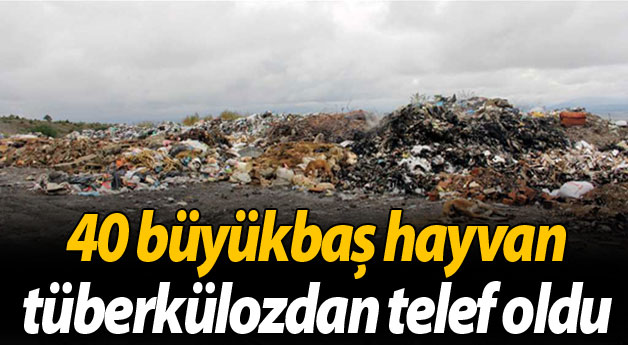 Kırk büyükbaş hayvan, tüberkülozdan telef oldu