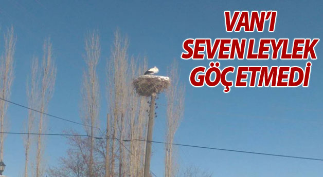 Van'ı seven Leylek göç etmedi