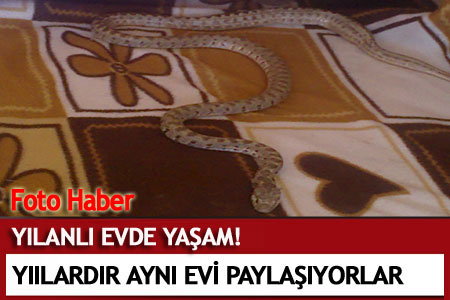 Yılanlı Evde Yaşam!  - Yerel Haberler Gevaş Haberleri