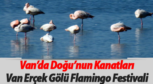 Van Erçek Gölü Flamingo Festivali