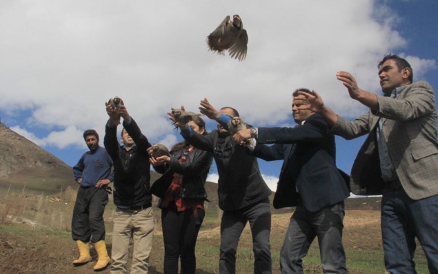 Hakkari’de doğaya keklik bırakıldı