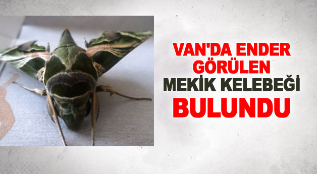 Van’da ender görülen ‘Mekik Kelebeği’ bulundu