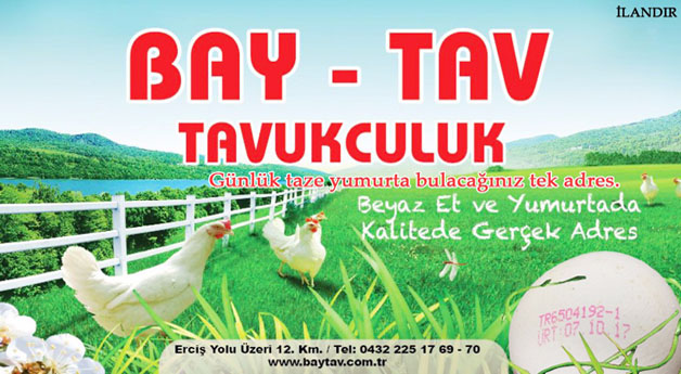 BAY TAV TAVUKÇULUK