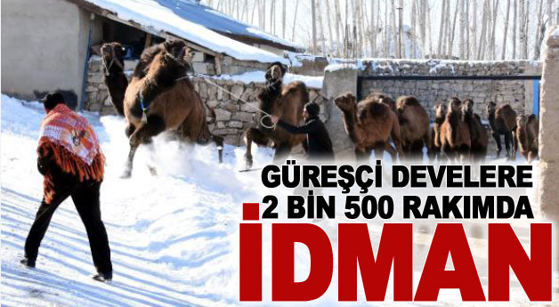 Güreşçi develere Van'da 2 bin 500 rakımda kar üstünde idman