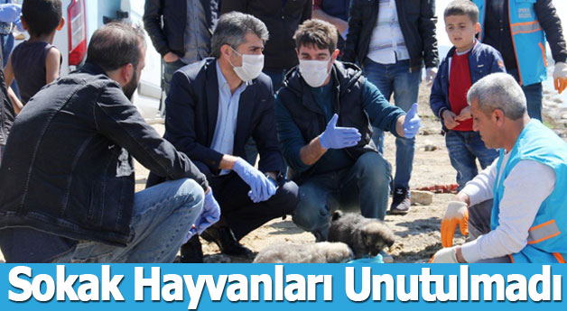 Sokak Hayvanları Unutulmadı