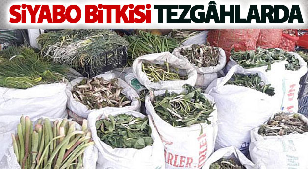 Siyabo bitkisi tezgâhlarda