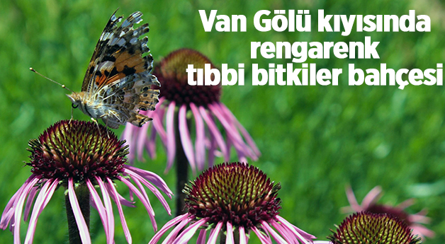 Van Gölü kıyısında rengarenk tıbbi bitkiler bahçesi