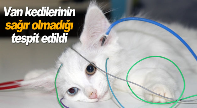 Van kedilerinin sağır olmadığı tespit edildi