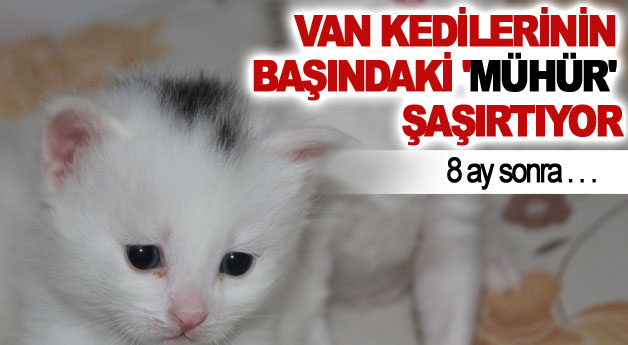 Van kedilerinin başındaki 'mühür' şaşırtıyor