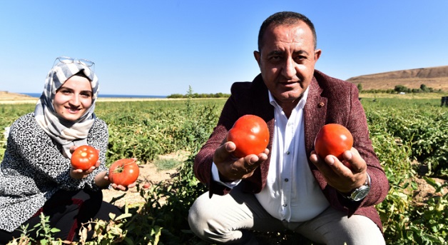 Ahlat domatesine yoğun ilgi
