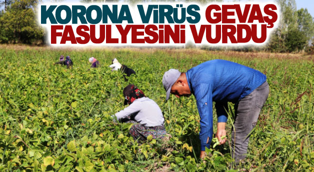 Korona virüs Gevaş fasulyesini vurdu