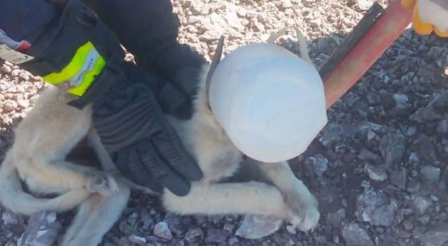 Başı plastik bidona sıkışan köpek itfaiye rafından kurtarıldı