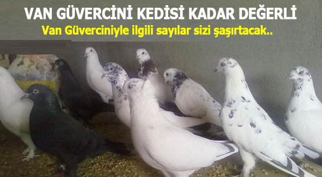 Van Güvercini Van Kedisi kadar önemli