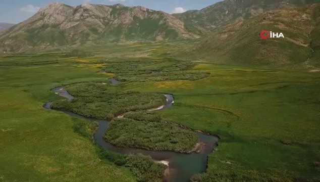 Faraşin Yaylasındaki renk cümbüşü görenleri hayran bıraktı (VİDEO)