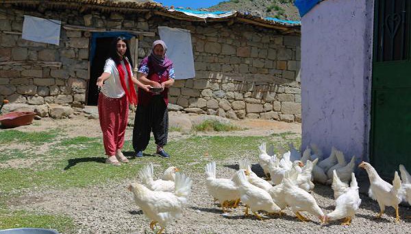 Köy köy gezip canlı tavuk dağıttılar