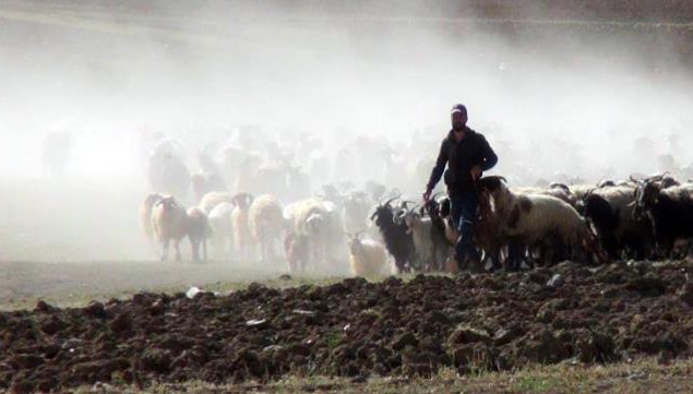 30 koyunla başladı, devlet desteğiyle çiftlik kurdu