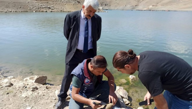 Van'da korkutan balık ölümlerinin nedeni belli oldu