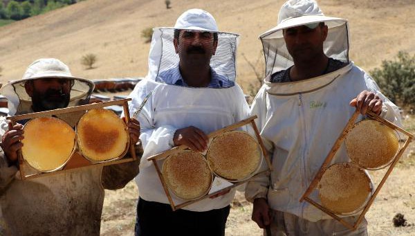 Van'da Bal Hasadı Başladı