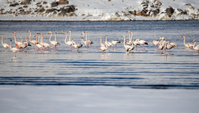 Flamingolar kış mevsiminin gelmesine rağmen Van'ı terk etmedi