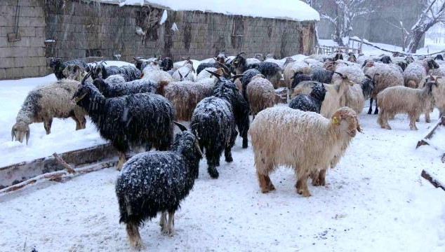 Yüksekova'da 14 koyun telef oldu!