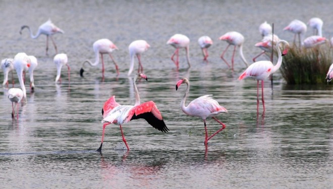 Flamingoların muhteşem kış dansı (VİDEO)