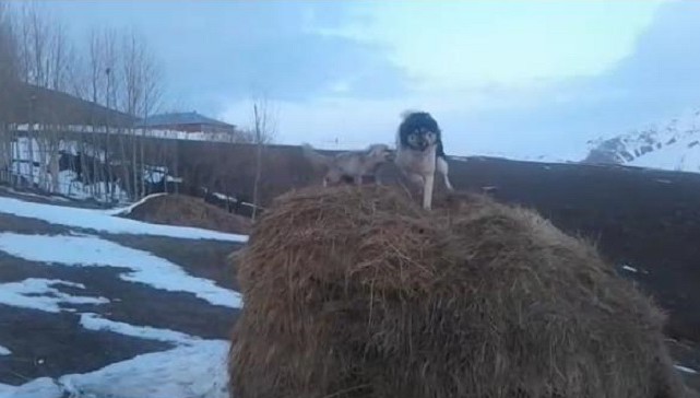 Köpek ile Tilki'nin Boğuşması Kamerada!