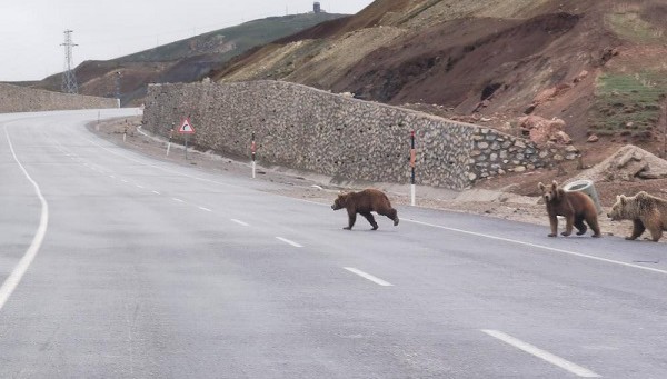 Kış uykusundan uyanan ayılar kara yoluna indi