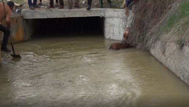 Erciş'te sulama kanalına düşen hayvanlar kurtarıldı!