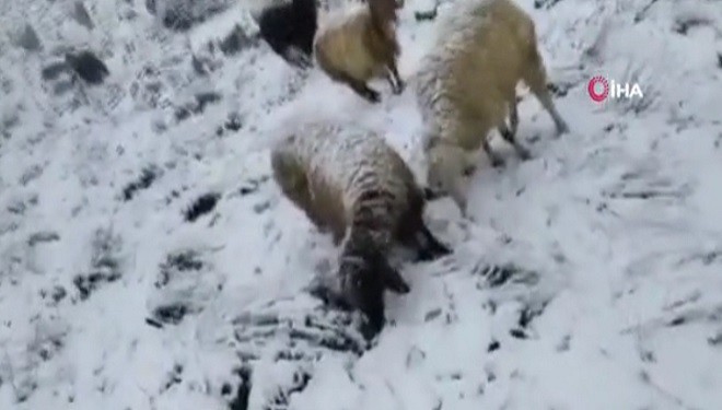 Van'da kar yağışından dolayı koyun sürüsü yaylada mahsur kaldı (VİDEO)