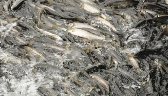 Akkuş: Van Gölü'ndeki Balık Stoku Arttı