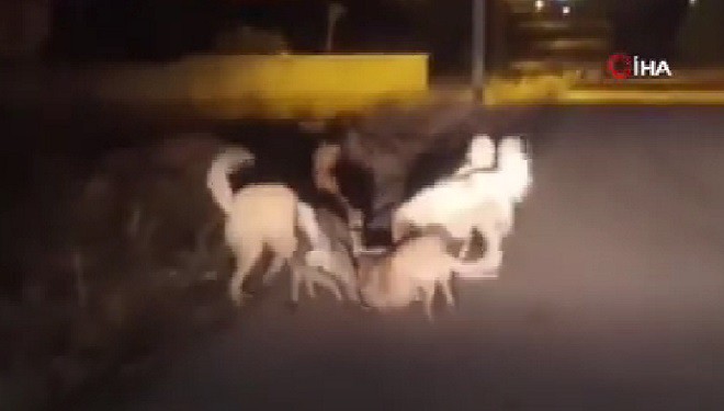 Van'da sokak köpeklerinin korkutan kavgası (VİDEO)