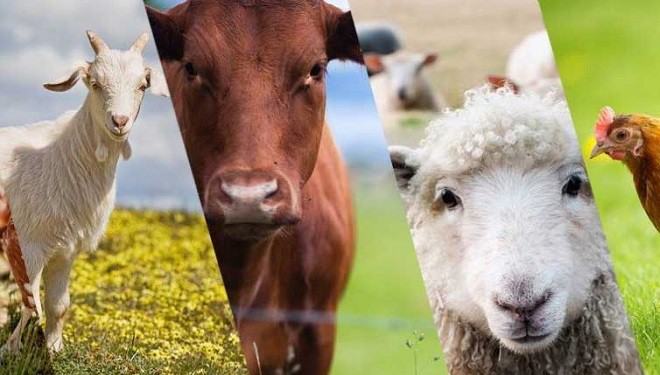 Van'da tarım hayvancılık sektörü ne durumda? (VİDEO)