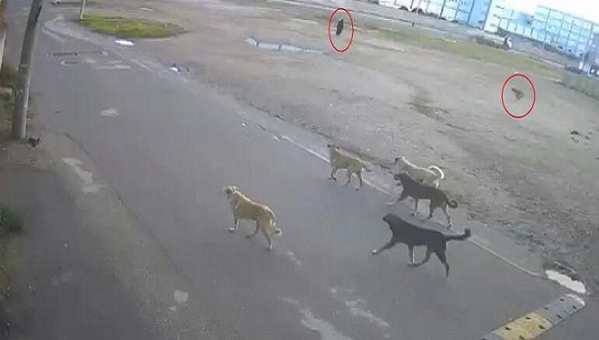 Yaşlı kadına 10 sokak köpeğinin saldırdığı anlar kamerada