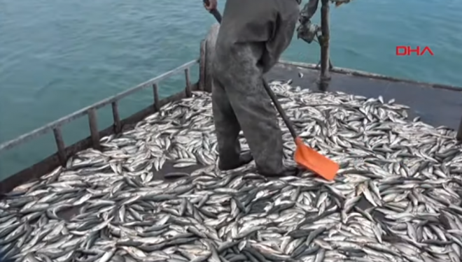 Vanlı Balıkçılar Son Kez Ağlarını Göle Attı