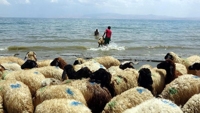 Kamyonla getirdiği koyunlarını Van Gölü'nde serinletti (VİDEO)