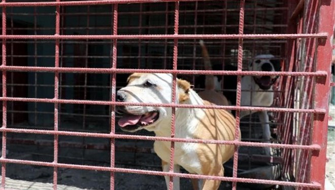 Van'da Yasaklı Irk Köpekler İçin Hayvan Bakım ve Rehabilitasyon Merkezi Oluşturuldu