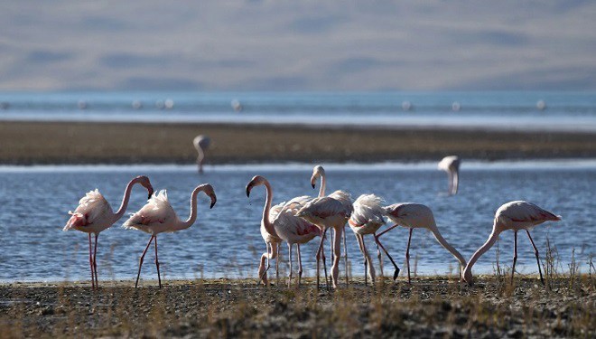 Van'da Flamingoların Göç Hazırlığı (VİDEO)
