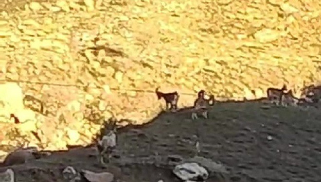 Yüksekova-Van karayolunda sürü halinde dağ keçisi görüntülendi
