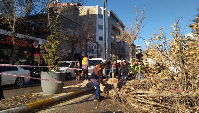 Van'da devrilen ağaç trafiği aksattı (VİDEO)