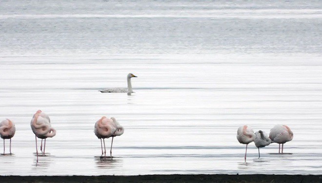 Van Gölü havzasındaki göçmen kuşlar, ekiplerin korumasında