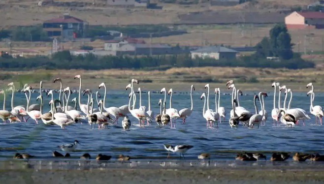 Flamingolara fotoğrafçılardan yoğun ilgi