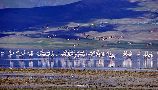 Erçek Gölü'ne flamingolar bu yıl erken geldi