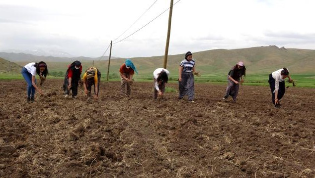 Yüksekovalı kadınlardan tarım seferberliği