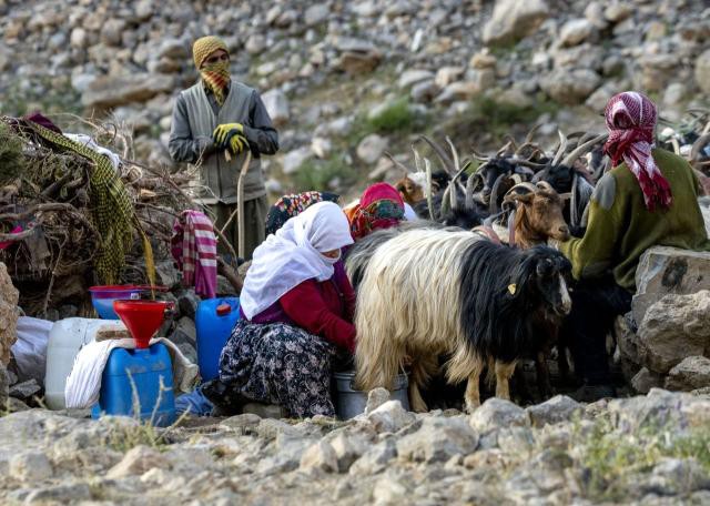 Van'da 'berivanlar' süt sağmak için her gün kilometrelerce yürüyor